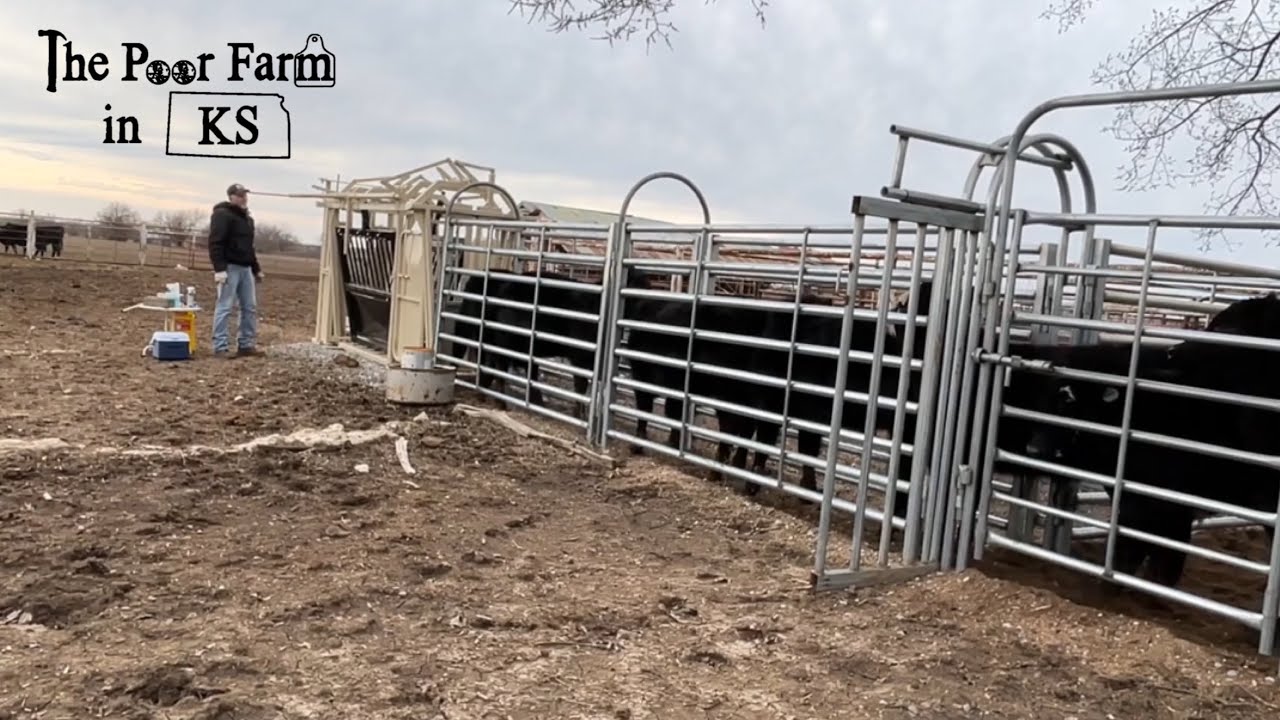C&B Angus Squeeze Chute Putting in the Work!