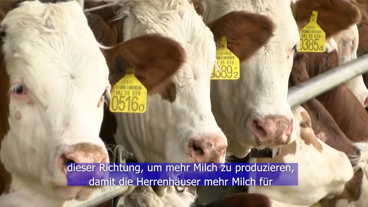 Ungarisches Fleckvieh / Magyar tarka szarvasmarha