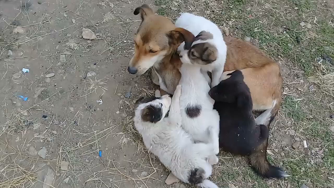 Mother dog bites her puppies | New Born Stray puppies play with Mother dog tail | Mountain Village