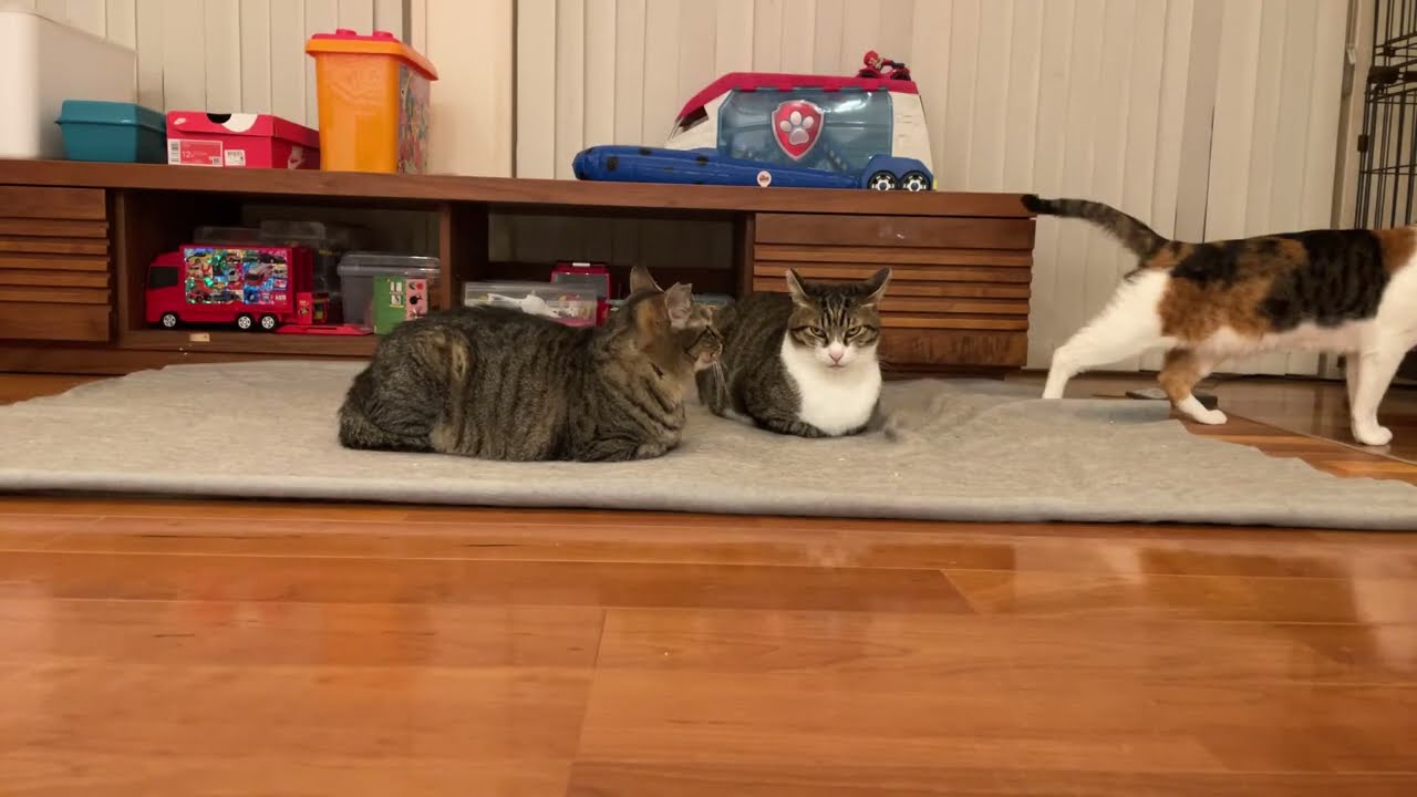 【LIVE】ホカペ猫