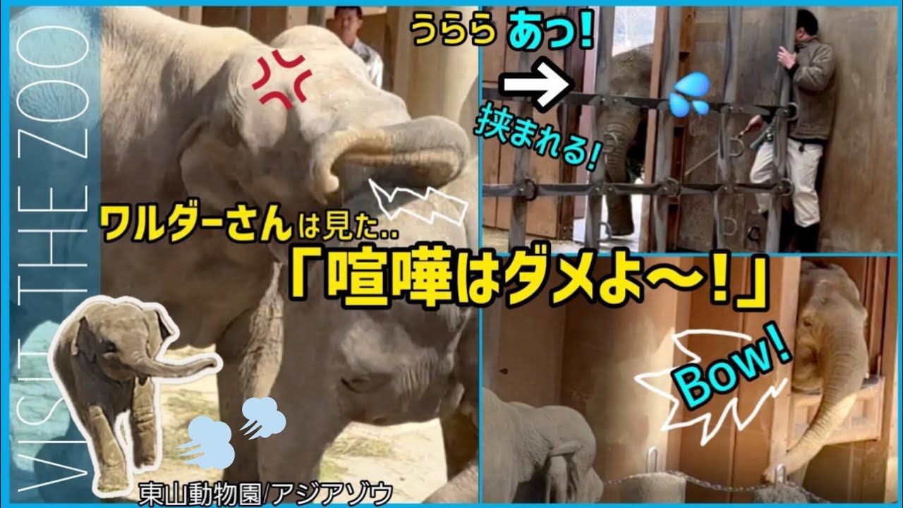 ワルダーさん「喧嘩しないよ～！(Bow!) 」さくらうらら姉妹に呼び掛け!爆走うららちゃんも 