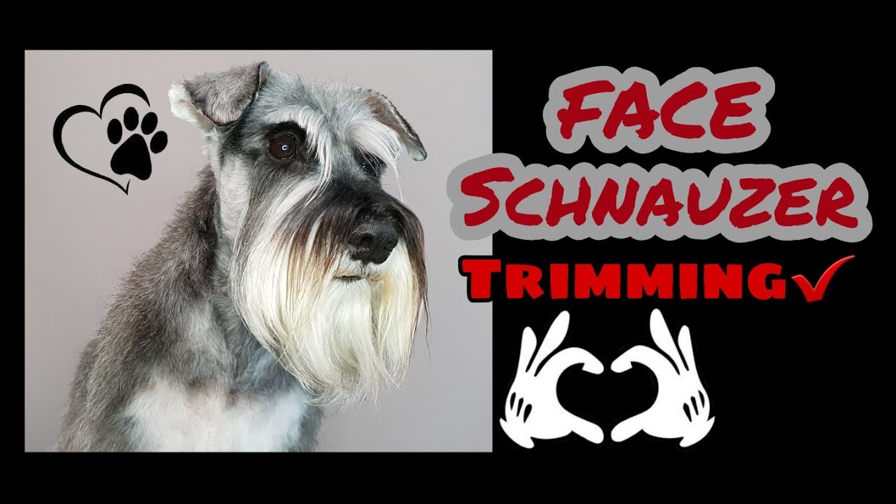 Schnauzer Miniatura Peluquería Canina. Expresión Standard en Pet Grooming