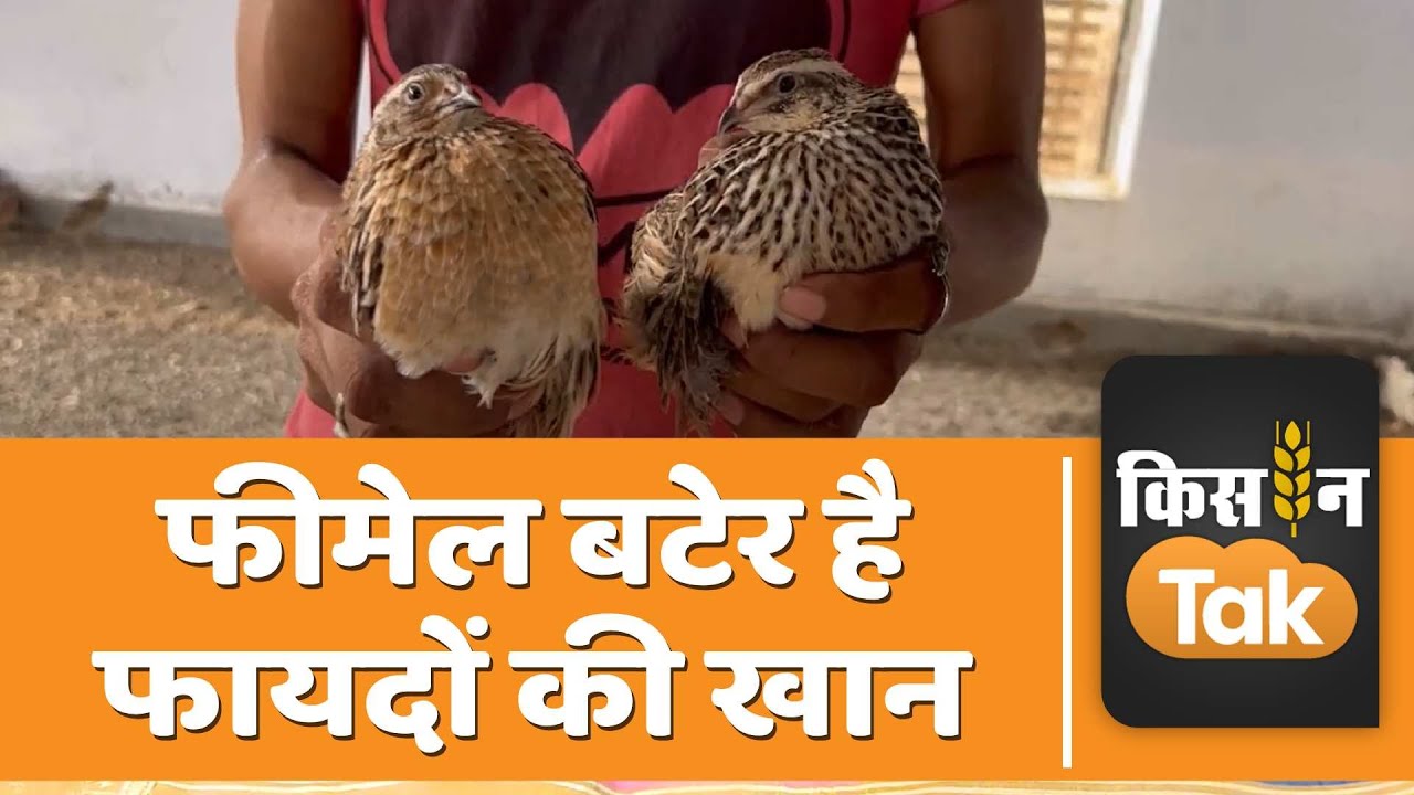 Quail farming: फीमेल बटेर की ऐसे करें पहचान, फिर बिजनेस में होगा जबरदस्त मुनाफा  | Kisan Tak