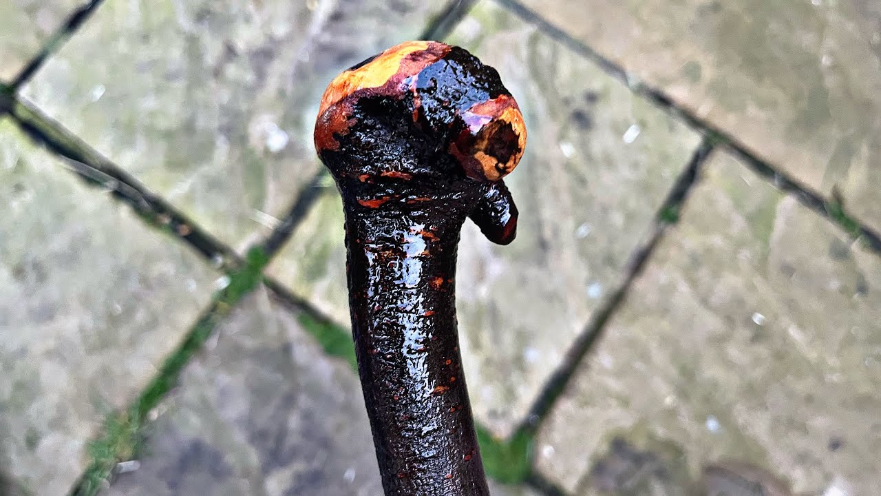 Making a battle ready Blackthorn Shillelagh Cudgel