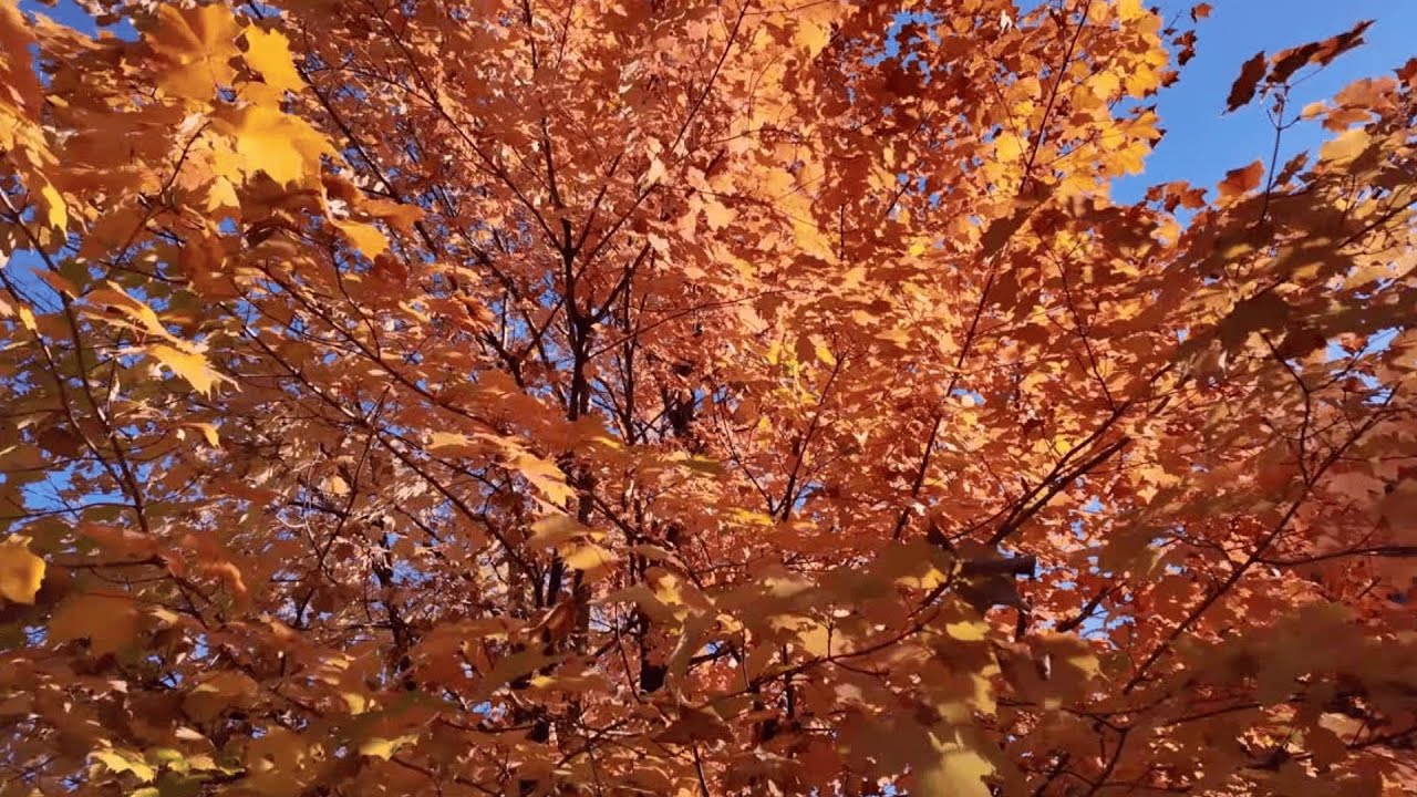 Pathfinder Radio 🍁🎧| Fall Focus - 1 Hour
