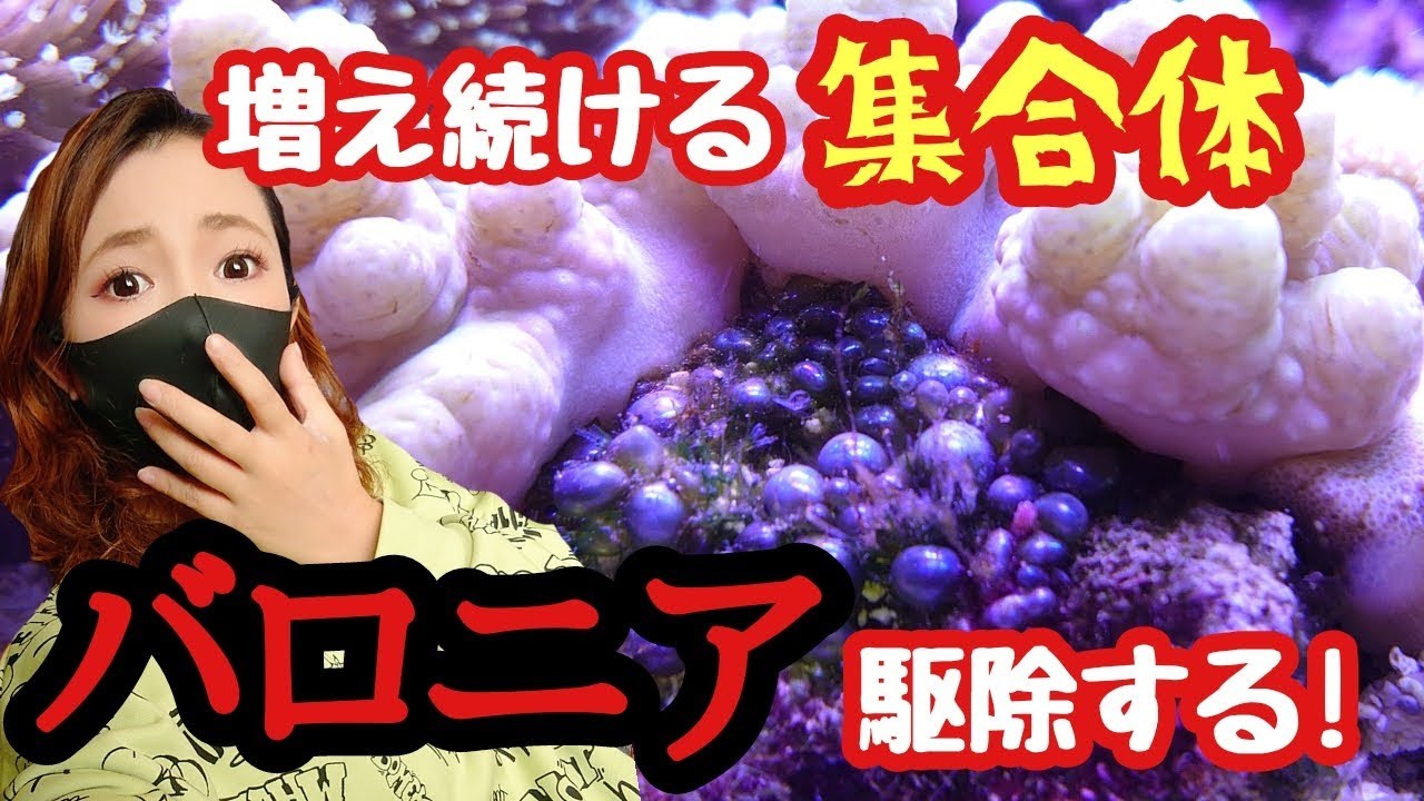 90cm海水魚水槽バロニア大発生❗️駆除する😈集合体恐怖症注意❗️my marine aquarium MOAMOAちゃんねる