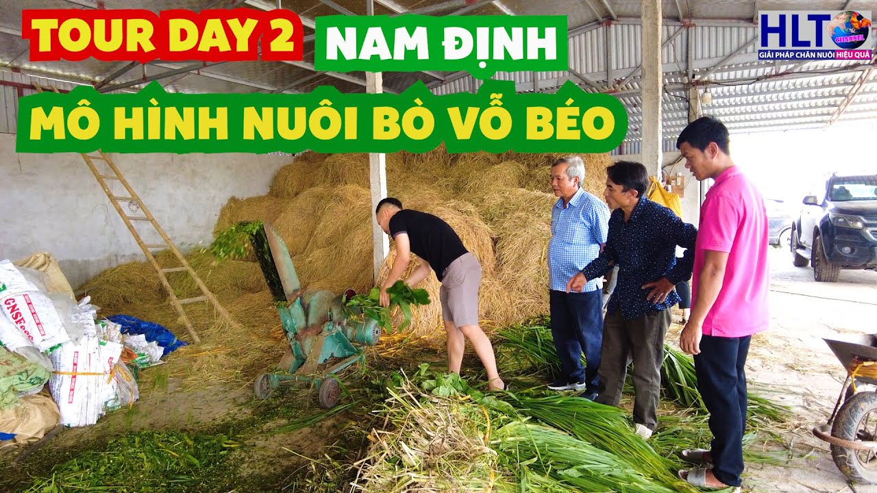 Farm Tour mô hình chăn nuôi bò Vỗ Béo!