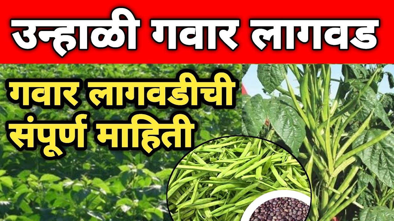 उन्हाळी गवार लागवड तंत्रज्ञान | Gavar Lagvad Mahiti | Cluster Bean Cultivation Technology