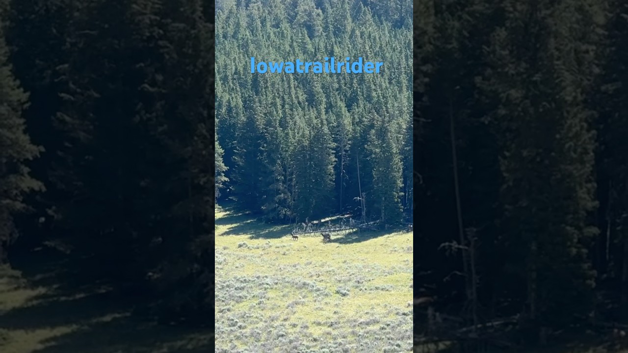 Wyoming Elk Encounter