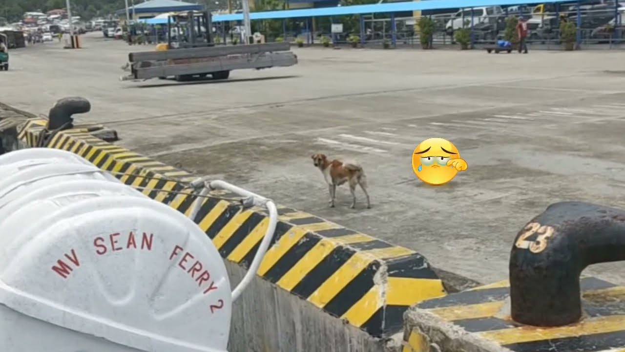 ISANG ASO NAIWAN AT MULING NAKABALIK SA BARKO