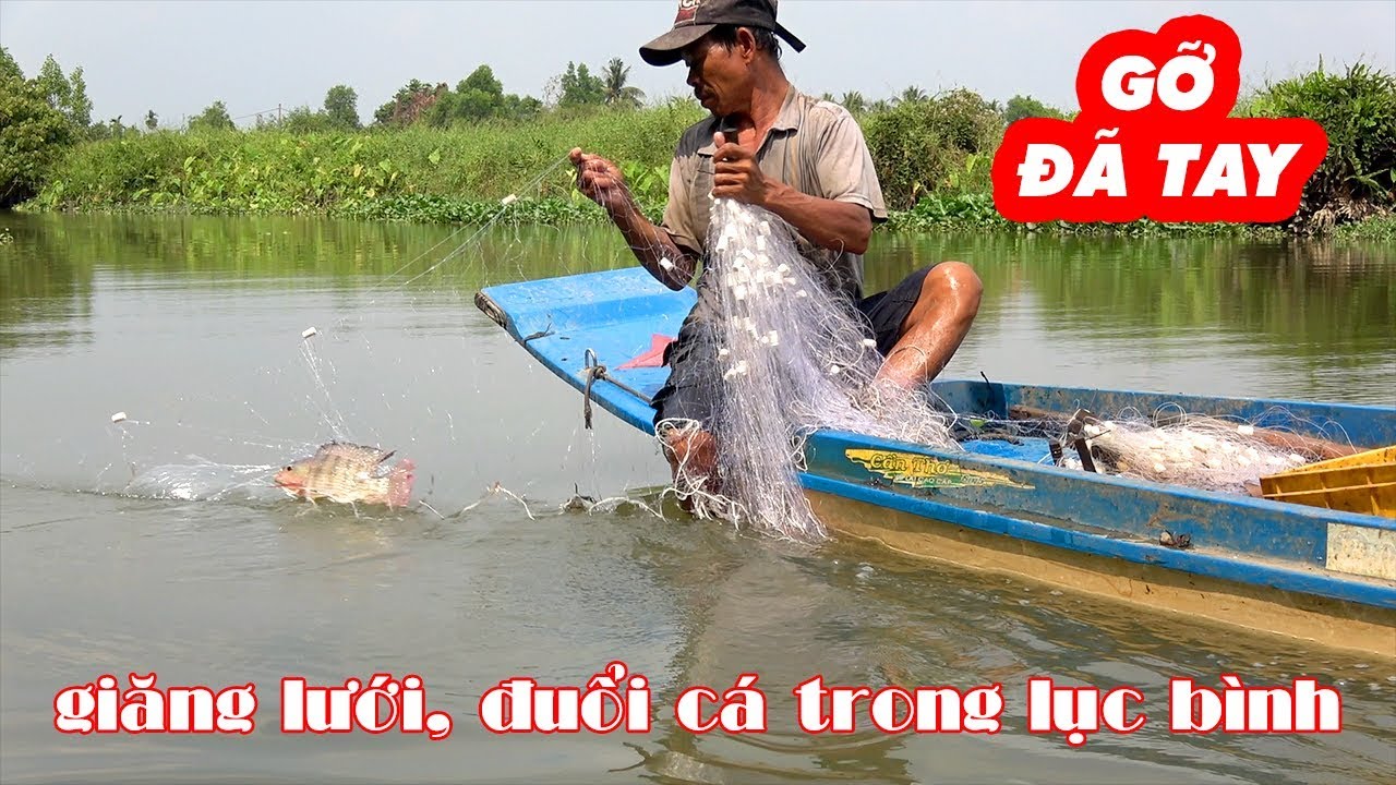 Đuổi Cá, Giăng Lưới Trên Sông Trúng Nguyên Bầy Cá Bự Trà Bá | Gỡ Đã Tay Luôn