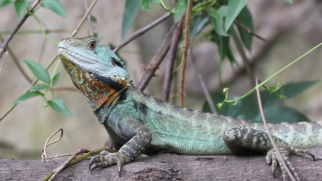 Nature video: Eastern water dragon at the Australian National Botanic Gardens, Canberra.