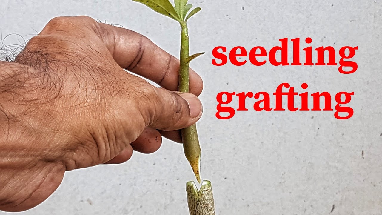 unique way of adenium grafting SEEDLING GRAFTING...