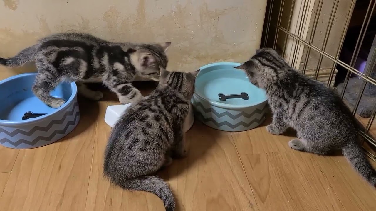 Little Blue and the other 2 woke up to check out the water.  