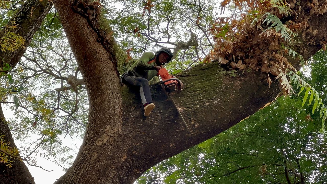 My big saw is still too small ‼️ Cut down Huge tree on the sugarcane fields.