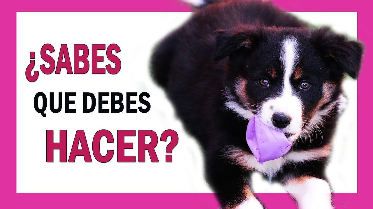 🤩 DESCUBRE Cómo Empezar a EDUCAR a un CACHORRO de 2 Meses ▶️ [Cómo EDUCAR un CACHORRO]
