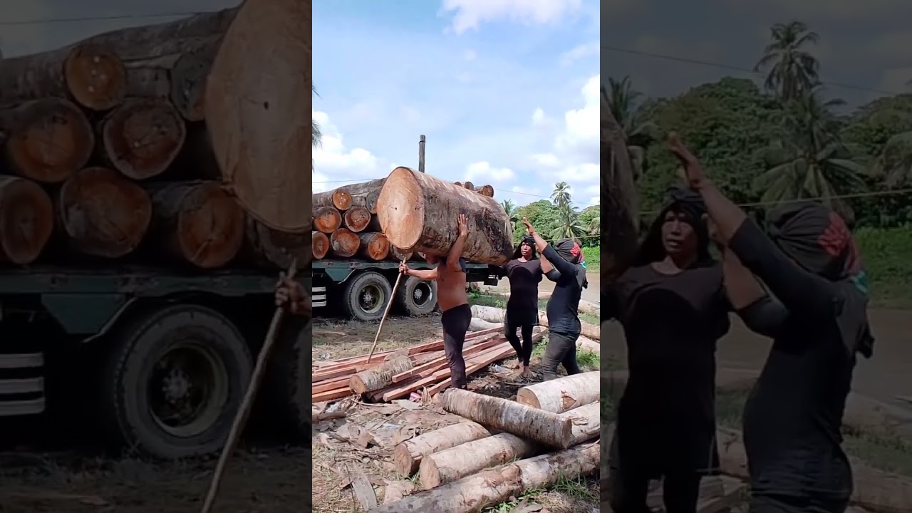 huge timber log transportation by manpower 