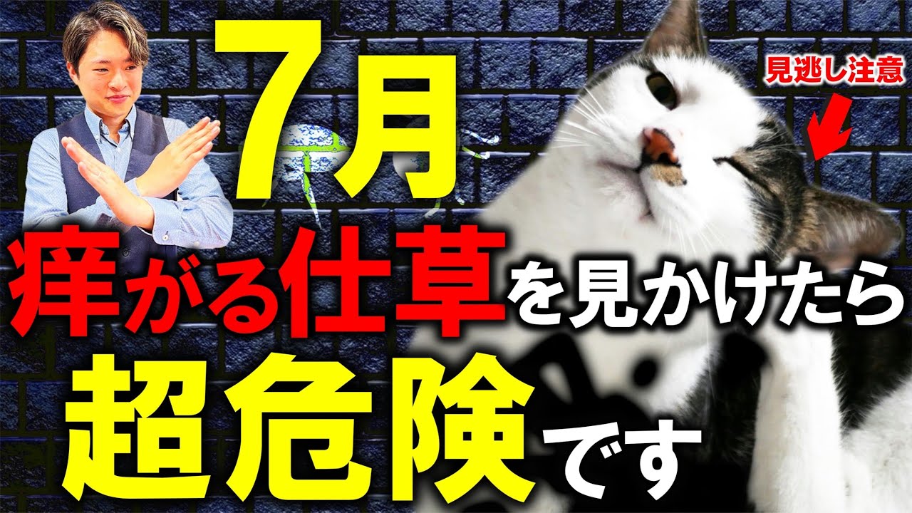 超簡単にできる猫のノミダニ予防と対策をご紹介！ #ノミ #ダニ #対策 #予防