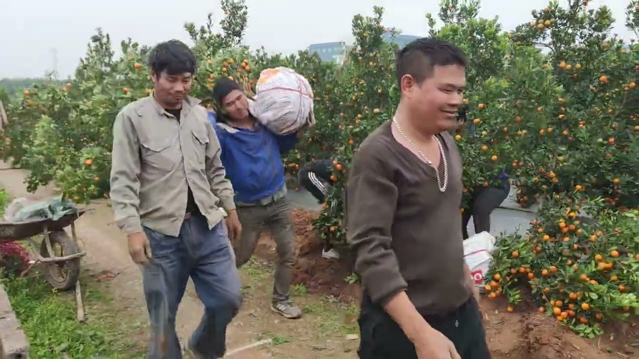 Quất tết bán chạy tay tại vườn, chuyển cây quất thế lên xe ô tô cho khách,tất bật ngày giáp Tết 