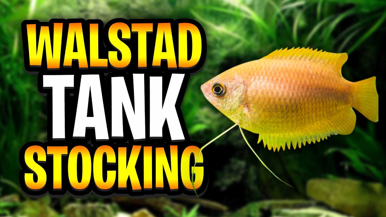 Walstad Stocking Ideas: 6 Beginner-Friendly Fish For The Walstad Method!