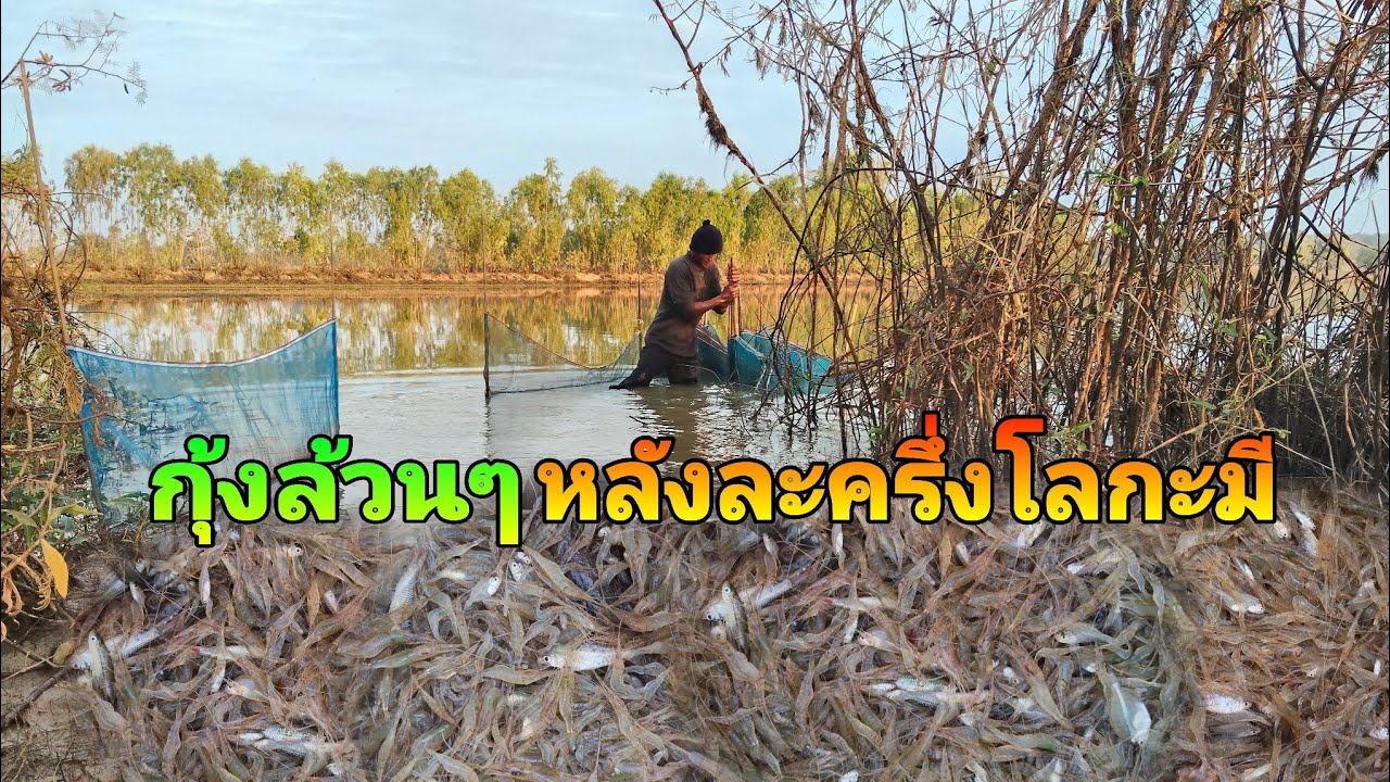 โพดโพหลายคักหลายแนกุ้งล้วนๆงามๆ#ใส่ตุ้ม#ดักกุ้ง
