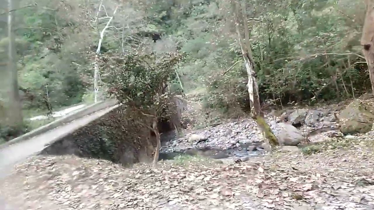 Guachi