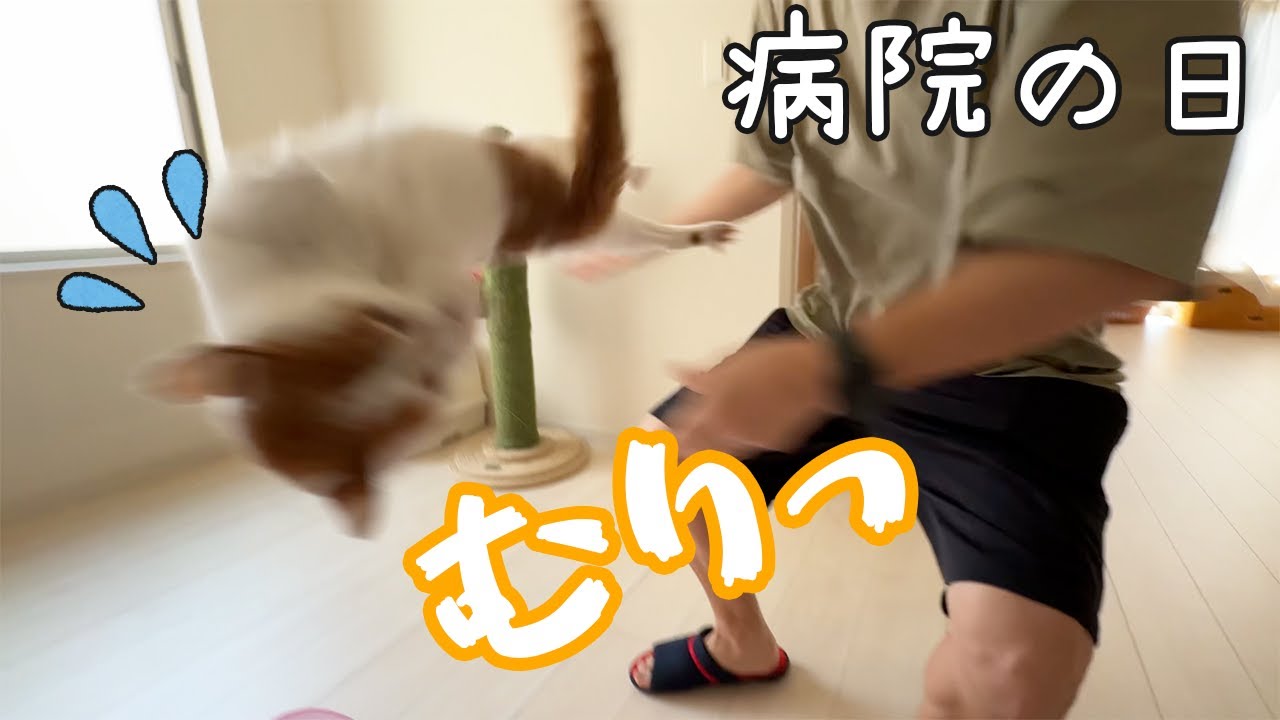 1年ぶりの予防接種でブチギレた猫トロしゃん…