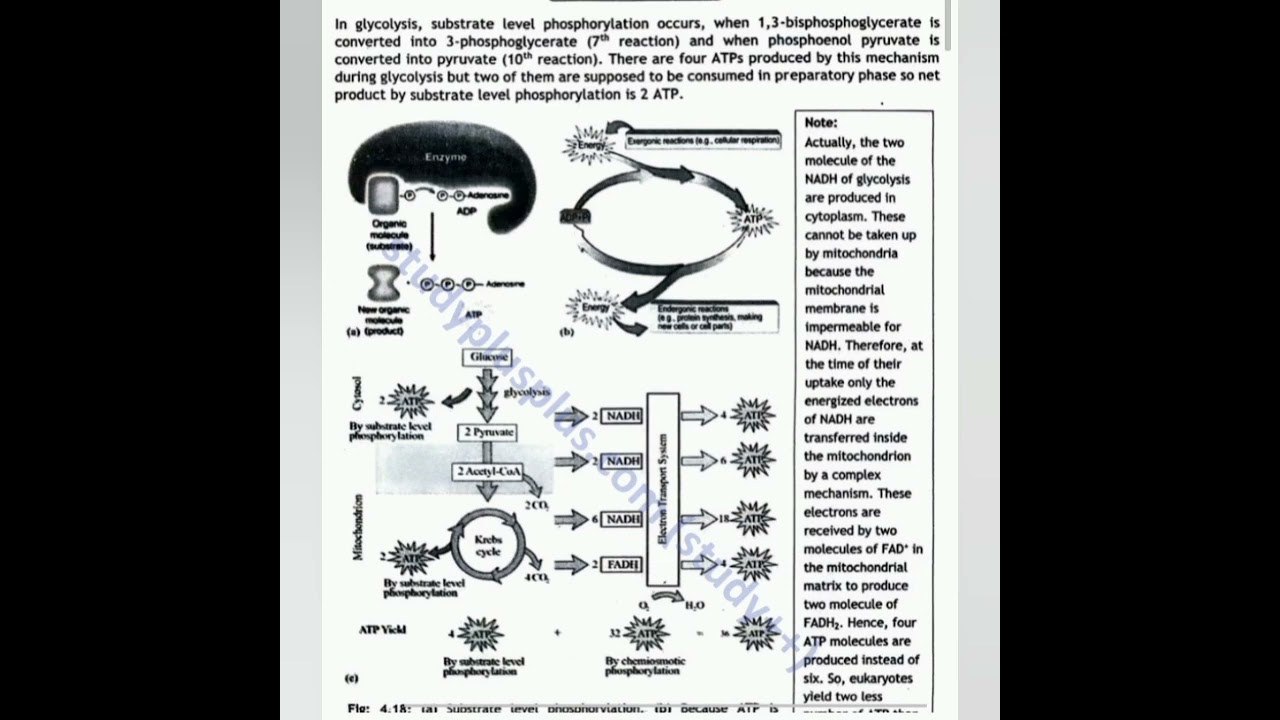 Substrate level phosphorylation