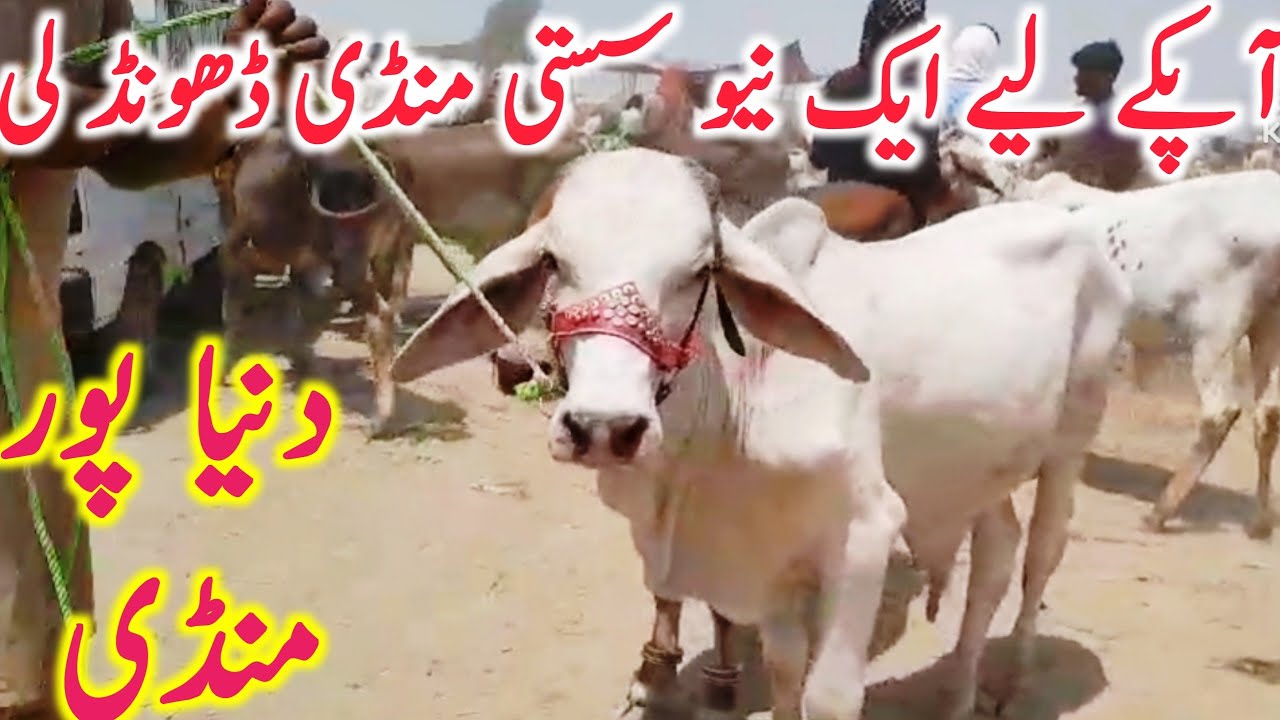 Dunea Pur Cow Mandi Near Bahawalpur Mandi Sahiwal Cholistani Bachre || Global Village Farming