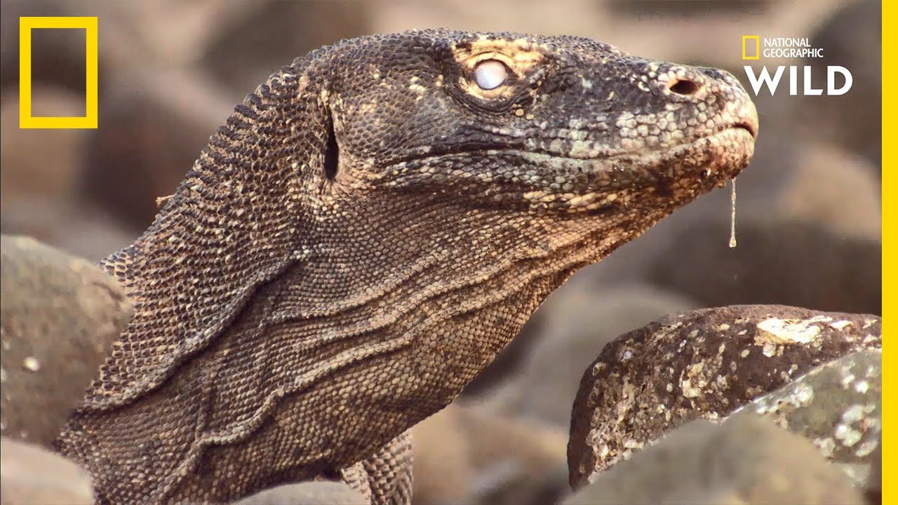 La langue du dragon de Komodo, un véritable outil de chasse