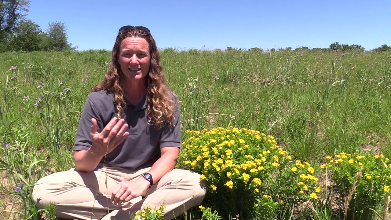 Hoary Puccoon