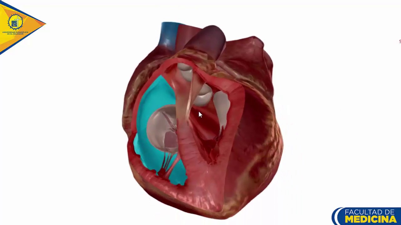Anatomía del Corazón: Camaras cardíacas - Dr. Ottoniel Sánchez