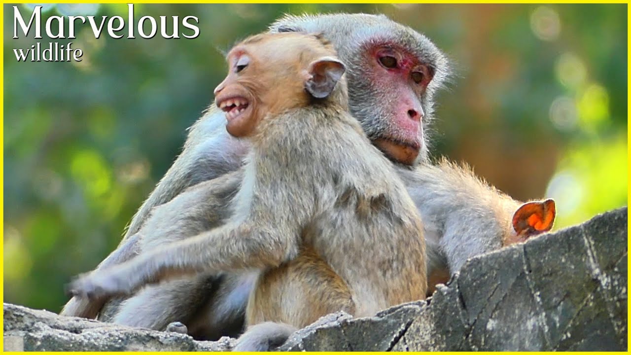 Britta lack warm after mother gave birth & separated from Jane by Jonna, Coz jonna require milk