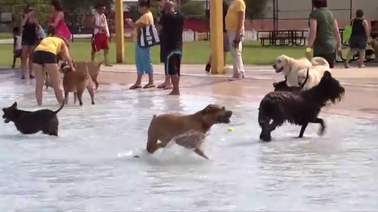 Take Paws: K9 Water Festival