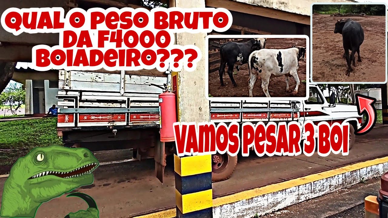 Pesando 3 Boi e Pesando F4000 Para Saber a Tara
