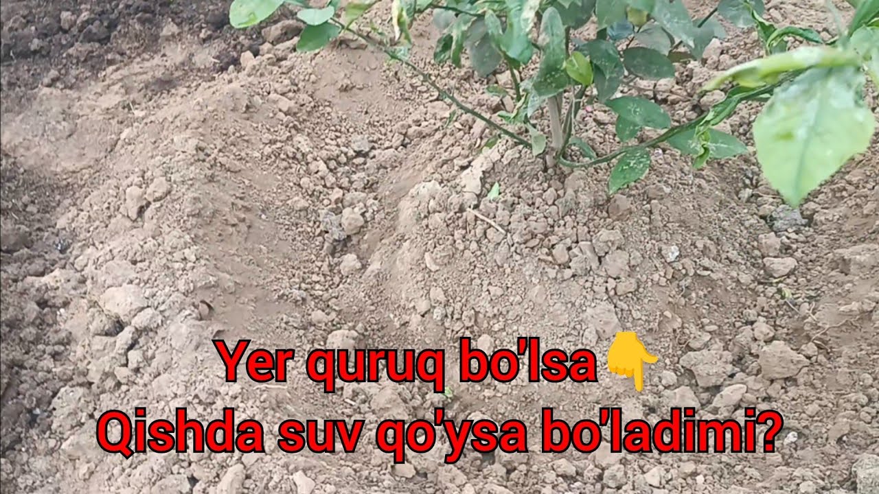 #agranom#limon Yer quruq bo'lsa Qishda suv qo'ysa bo'ladimi🤦juda ko'p savollarga javoblar vedioda ..