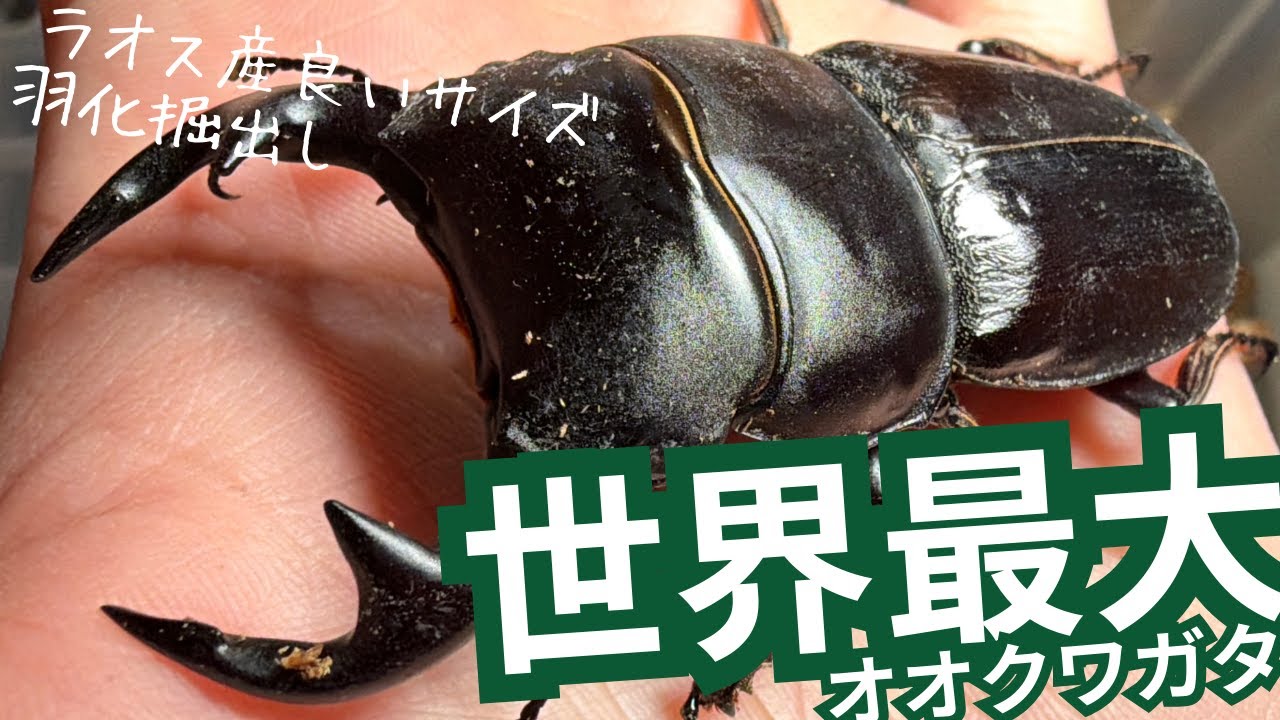 世界最大のオオクワガタ羽化掘出し【ラオス産】