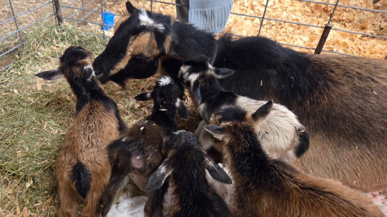 Wildee & Her FIVE Babies!