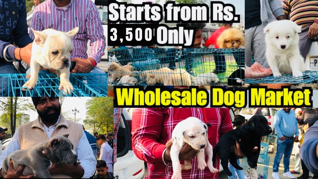 Cheapest Dog Breeds in India - Bhola Shola