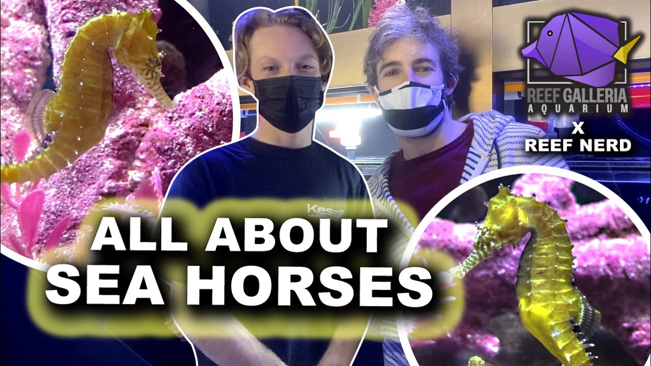 Keeping Seahorses in a Marine Aquarium