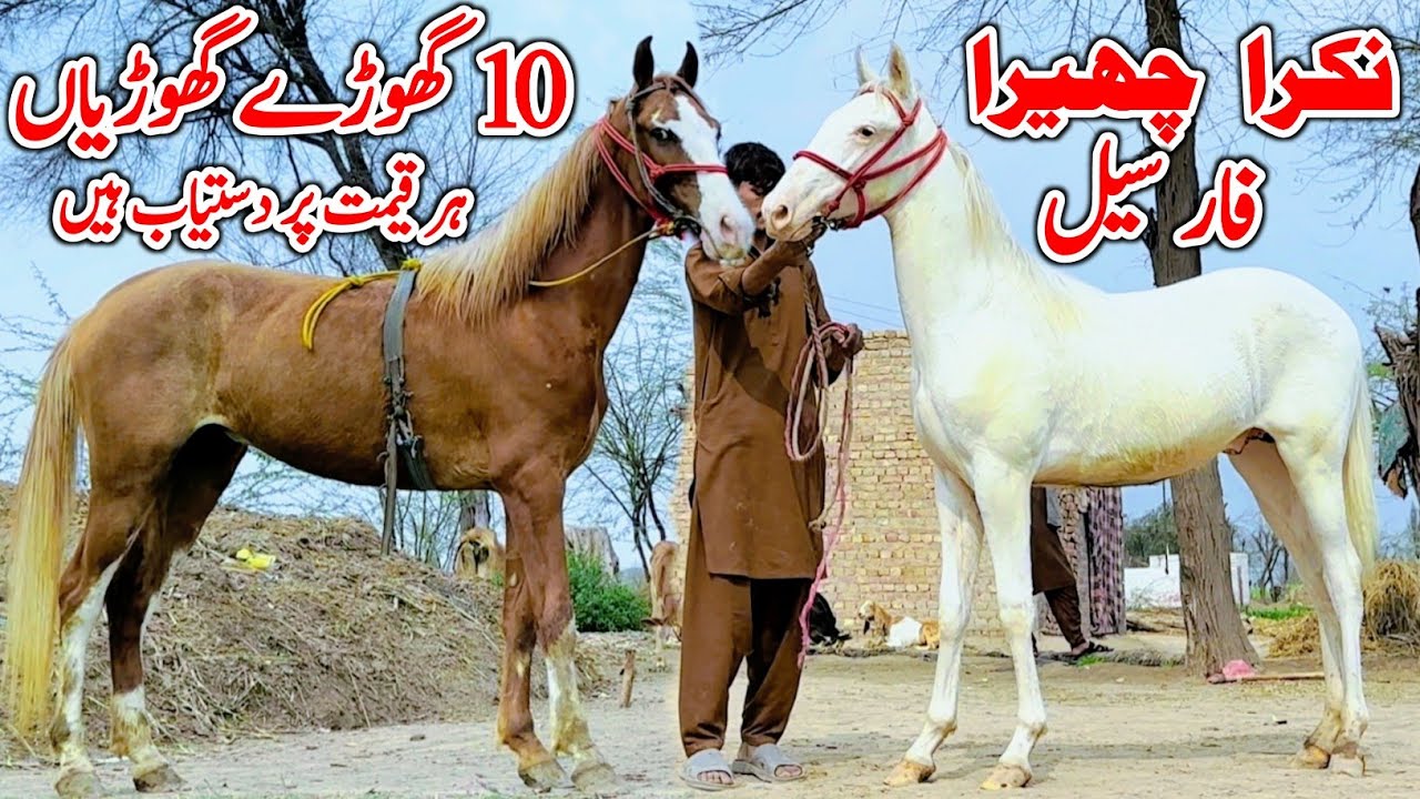 Desi Nukra Wachera For Sale 🐎 2026 | Desi Horse Farm | Horse Sale In Punjab Mandi