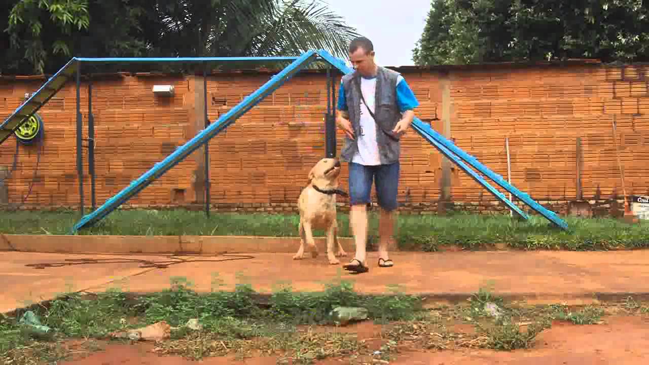 MANUAL DO CÃO COMPORTADO  1-NÃO PULAR NAS PESSOAS