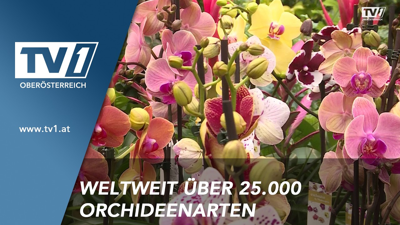 Orchideen: Was die einstige Rarität heute so beliebt macht