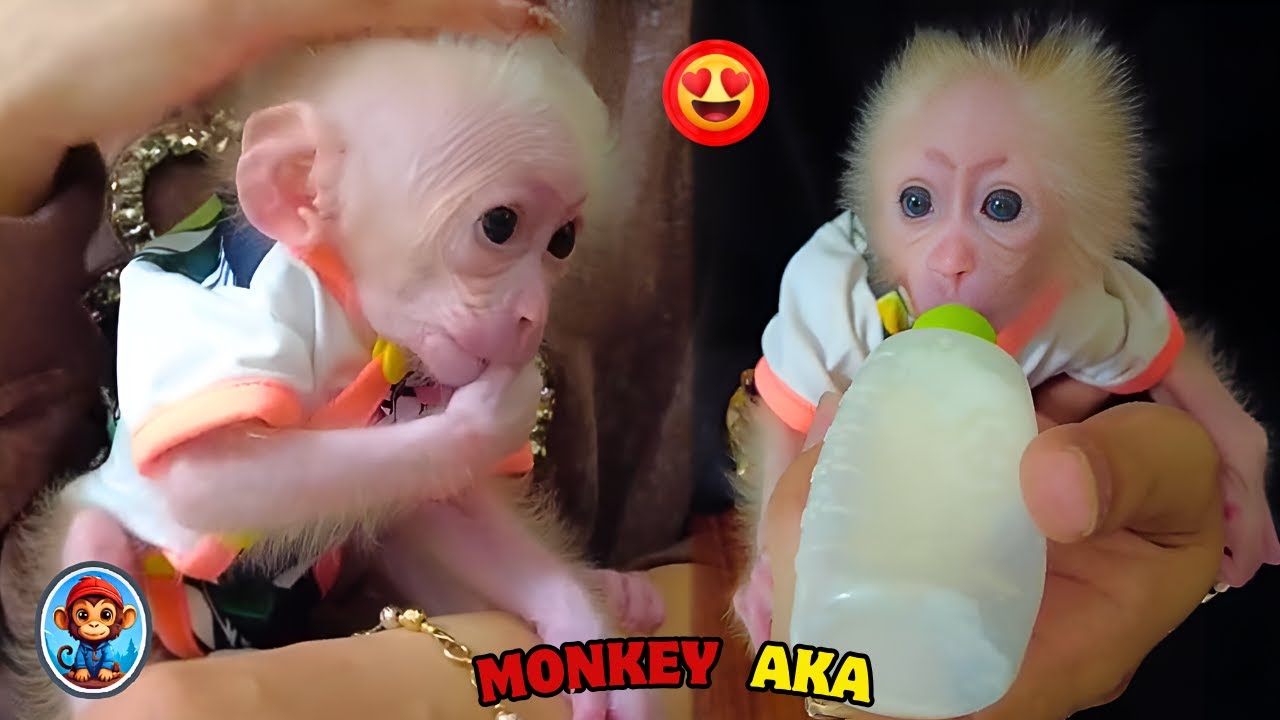 Little Monkey AKA obediently listened to his father and took diarrhea medicine | Monkey Aka