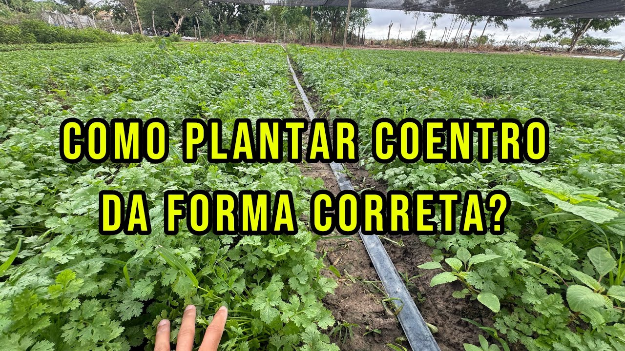 Como plantar coentro da forma correta e ter um bom resultado