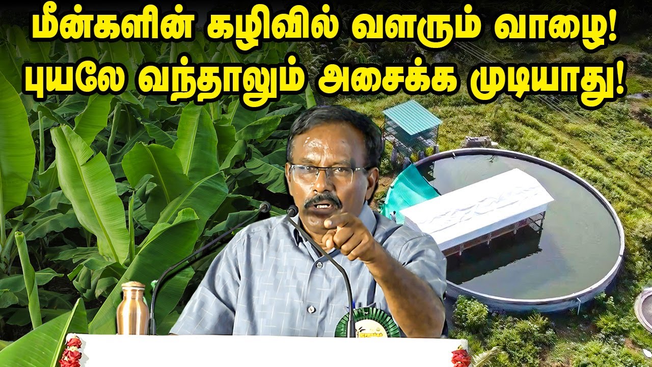 மீன்களின் கழிவில் வளரும் வாழை! புயலே வந்தாலும் அசைக்க முடியாது! #fishfarming #naturalfarming