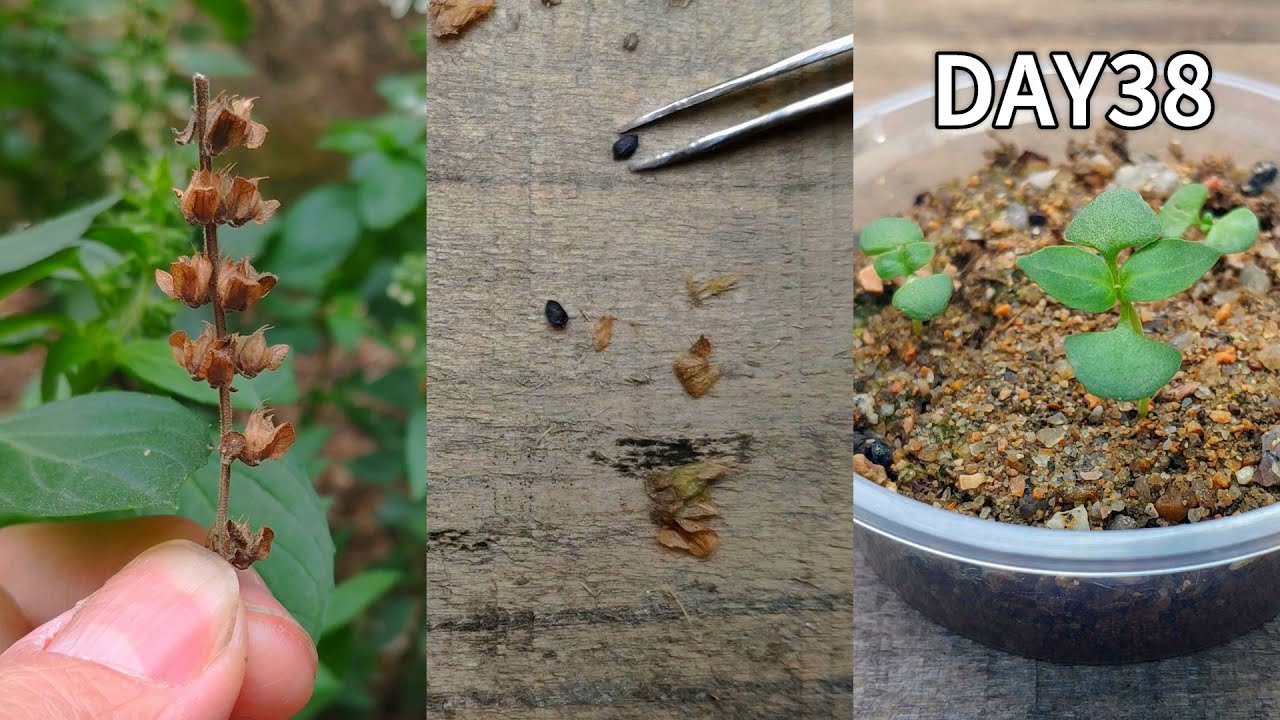 How to grow basil at home| How to grow basil from seeds| Germinate basil seeds