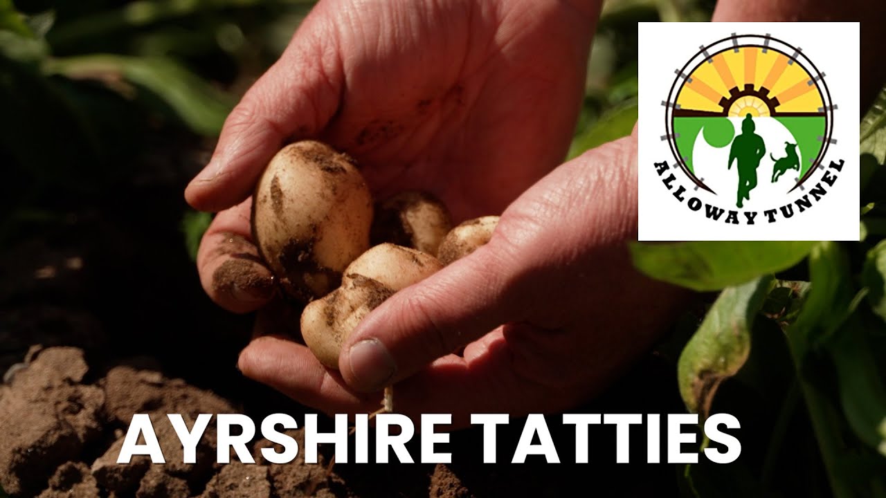 Ayrshire Tatties | Jay Crawford of Dowhill Farm, Turnberry – Alloway Railway Tunnel Project