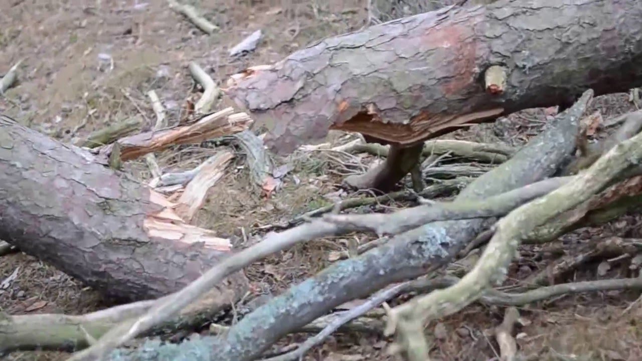 Inter Gritty - Swona