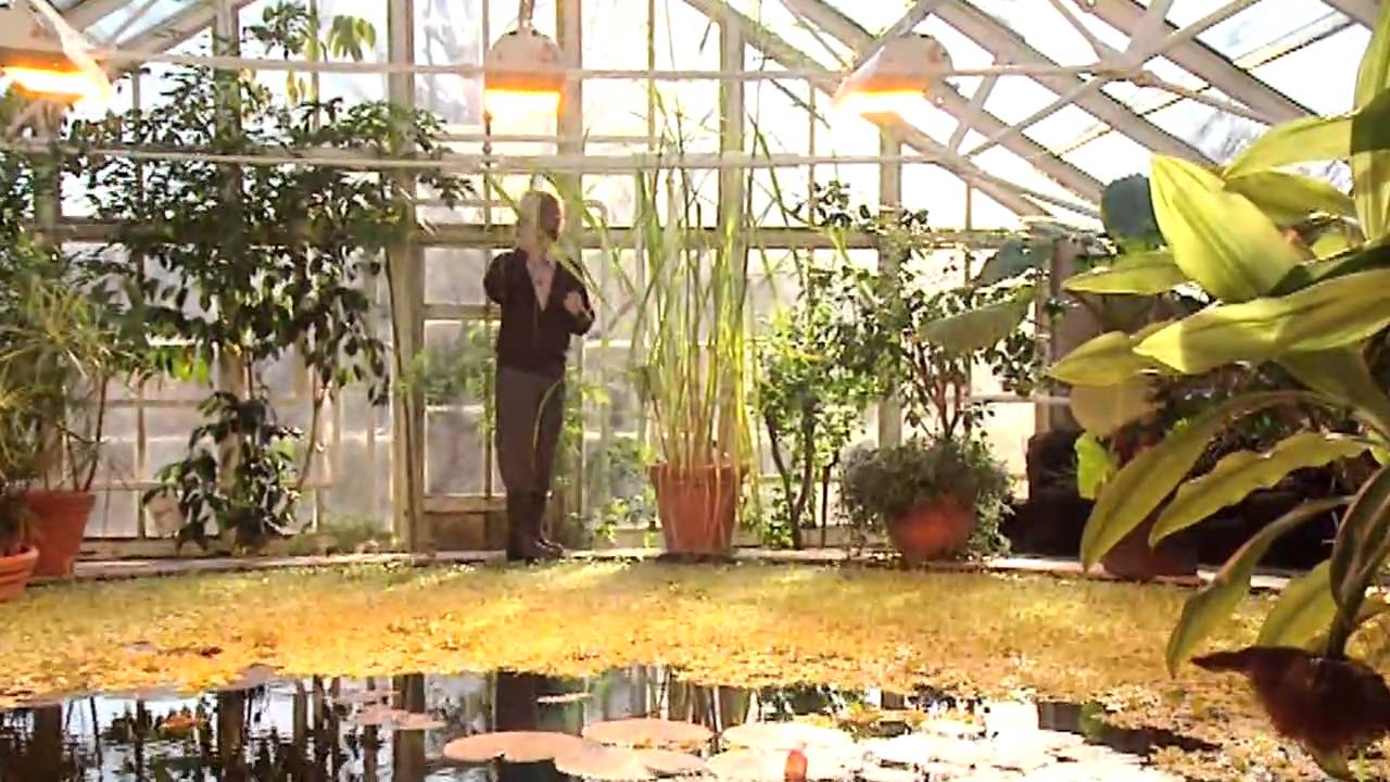 Bertil Svensson - Handelsträdgården (Robert Gustafsson)